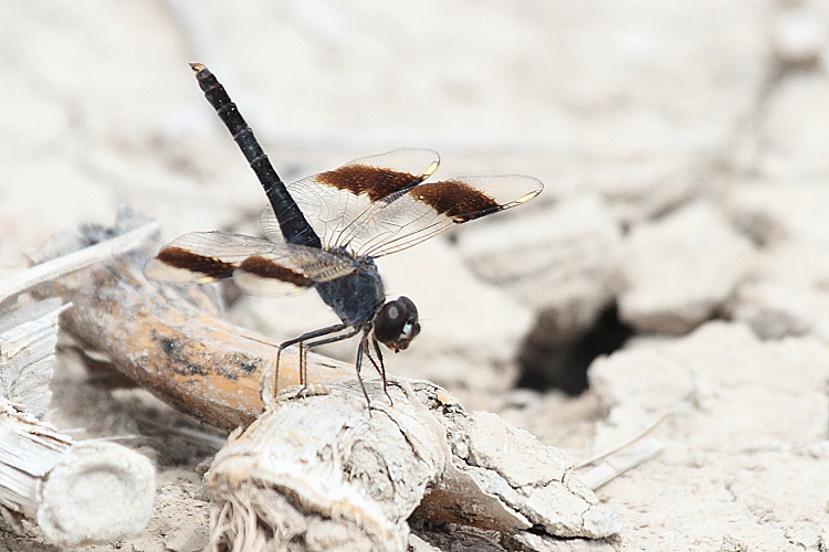 Brachythemis impartita (Northern Banded Groundling) male 9.JPG